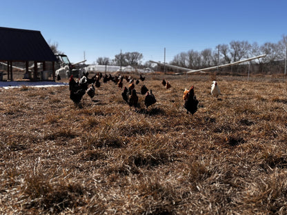 One Dozen Pastured Eggs